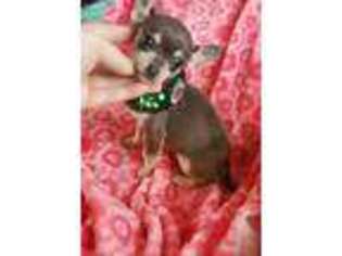 Chihuahua Puppy for sale in Chatfield, OH, USA