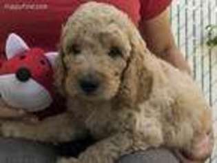 Goldendoodle Puppy for sale in Roy, UT, USA