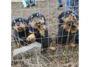 Rottweiler Puppy for sale in Toledo, WA, USA