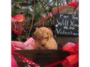 Goldendoodle Puppy for sale in Martinsville, IN, USA