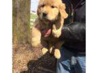 Labrador Retriever Puppy for sale in DARIEN, CT, USA