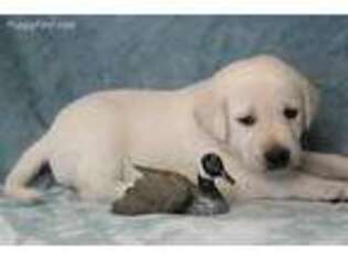 Labrador Retriever Puppy for sale in Carson City, MI, USA