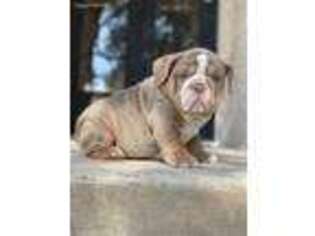 Bulldog Puppy for sale in Leander, TX, USA