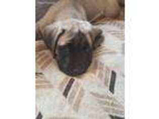 Mastiff Puppy for sale in Jeffersonville, OH, USA