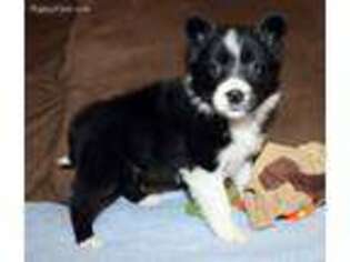 Border Collie Puppy for sale in Harmony, NC, USA