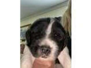 Newfoundland Puppy for sale in Tempe, AZ, USA