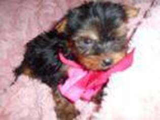 Yorkshire Terrier Puppy for sale in Flora, MS, USA