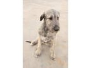 Irish Wolfhound Puppy for sale in Midland, TX, USA