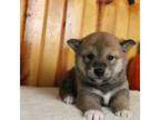 Shiba Inu Puppy for sale in Trenton, MO, USA