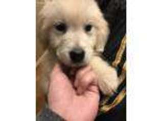 Golden Retriever Puppy for sale in Bellevue, WA, USA