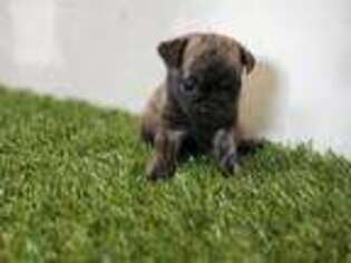 Pug Puppy for sale in Lancaster, SC, USA