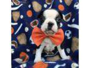 Boston Terrier Puppy for sale in Kirkwood, PA, USA