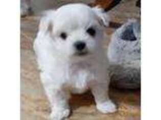 Maltese Puppy for sale in Bee Spring, KY, USA