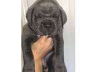 Cane Corso Puppy for sale in Clewiston, FL, USA