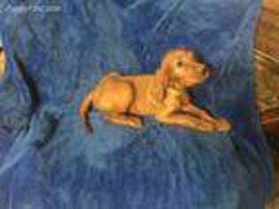 Irish Setter Puppy for sale in Diboll, TX, USA