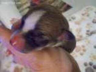 Rat Terrier Puppy for sale in Archer, FL, USA