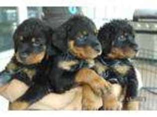Rottweiler Puppy for sale in Bruceville, TX, USA