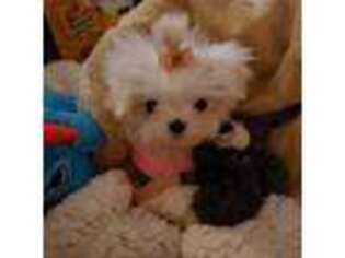 Maltese Puppy for sale in Edinburg, TX, USA