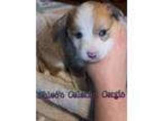 Pembroke Welsh Corgi Puppy for sale in Garrett, IN, USA