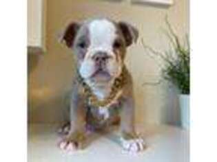 Olde English Bulldogge Puppy for sale in Carteret, NJ, USA