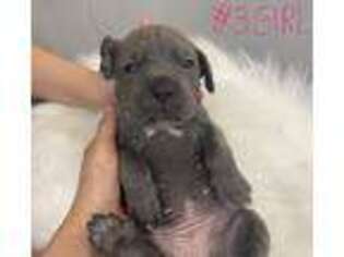 Cane Corso Puppy for sale in Van Nuys, CA, USA