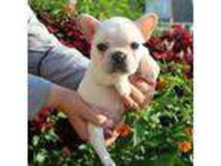 French Bulldog Puppy for sale in Gretna, LA, USA