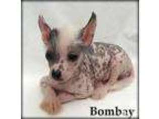 Chinese Crested Puppy for sale in NORTH LITTLE ROCK, AR, USA