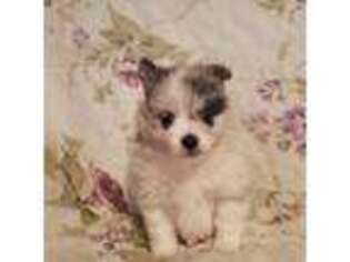 Pomeranian Puppy for sale in Knoxville, TN, USA