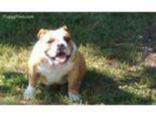 Bulldog Puppy for sale in Caddo, OK, USA