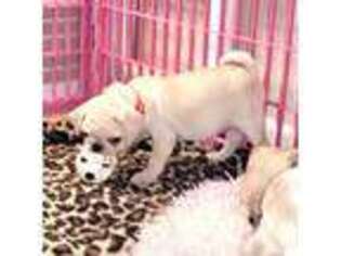 Pug Puppy for sale in Kenosha, WI, USA