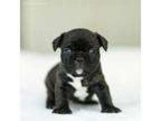 French Bulldog Puppy for sale in Salisbury, MA, USA