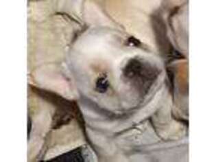 French Bulldog Puppy for sale in Ozark, AL, USA