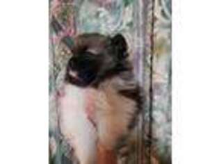 Pomeranian Puppy for sale in Weatherford, TX, USA