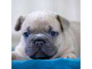 French Bulldog Puppy for sale in Punta Gorda, FL, USA