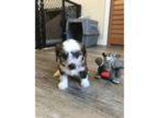 Chinese Crested Puppy for sale in Milton, FL, USA