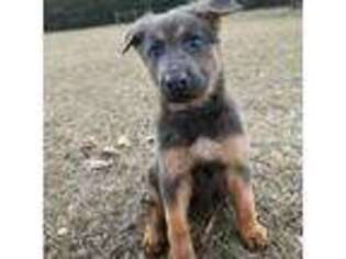 German Shepherd Dog Puppy for sale in Eastman, GA, USA
