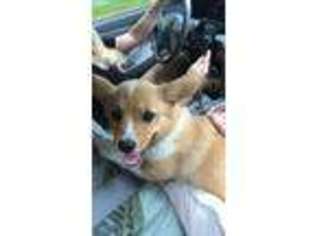 Pembroke Welsh Corgi Puppy for sale in West Yarmouth, MA, USA