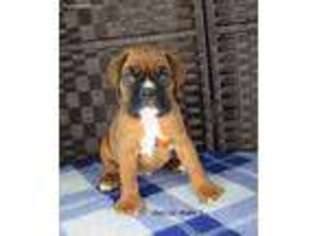 Boxer Puppy for sale in Clinton, IA, USA