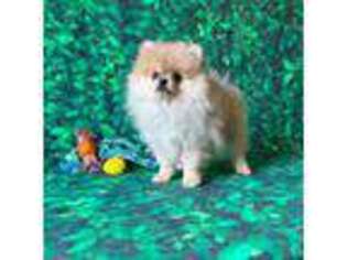 Pomeranian Puppy for sale in Kissimmee, FL, USA