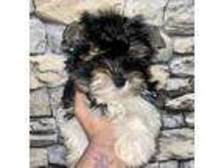 Biewer Terrier Puppy for sale in Hendersonville, NC, USA