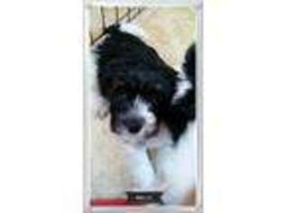 Havanese Puppy for sale in Middletown, VA, USA