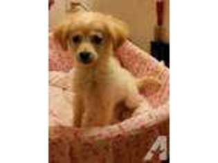 Labrador Retriever Puppy for sale in CONVERSE, TX, USA
