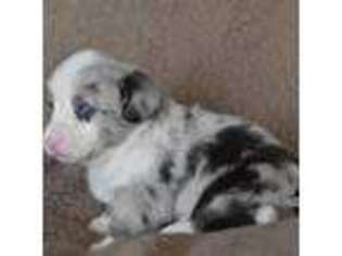 Cardigan Welsh Corgi Puppy for sale in Trinity, AL, USA