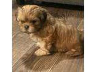 Mutt Puppy for sale in Tempe, AZ, USA