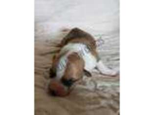 Pembroke Welsh Corgi Puppy for sale in Matlock, WA, USA