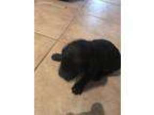 Medium Photo #1 Goldendoodle Puppy For Sale in Coal City, IN, USA