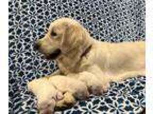 Goldendoodle Puppy for sale in Jadwin, MO, USA