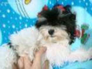 Havanese Puppy for sale in Telferner, TX, USA