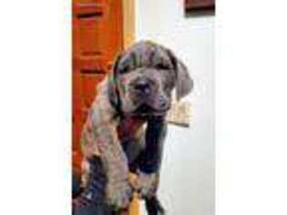 Cane Corso Puppy for sale in Pembroke, MA, USA