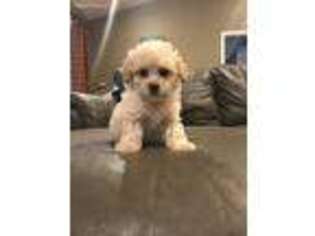 Bichon Frise Puppy for sale in Princeton, KY, USA